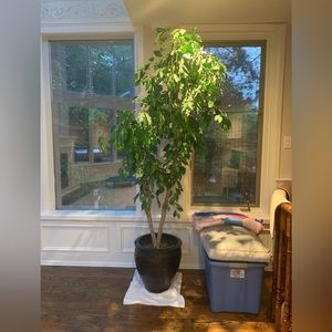 beautiful house plant 🥰